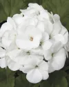 بذر گل شمعدانی (Maverick White)