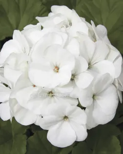 بذر گل شمعدانی (Maverick White)