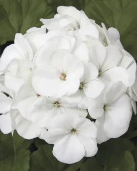 بذر گل شمعدانی (Maverick White)