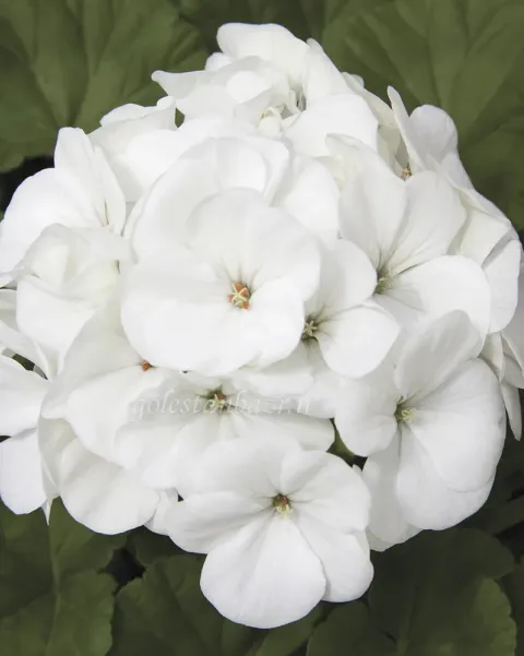 بذر گل شمعدانی (Maverick White)