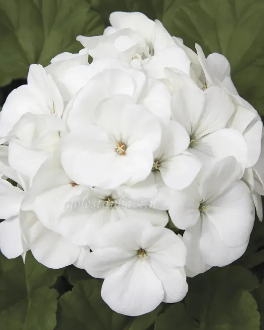 بذر گل شمعدانی (Maverick White) بذر گل شمعدانی (Maverick White)