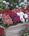 بذر گل شمعدانی (Multibloom Mixture)