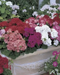 بذر گل شمعدانی (Multibloom Mixture)