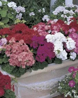 بذر گل شمعدانی (Multibloom Mixture)