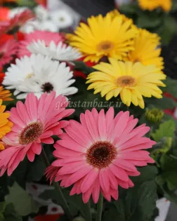 بذر گل ژربرا (Majorette Mix)