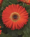 بذر گل ژربرا (Revolution Deep Orange wDark Eye)