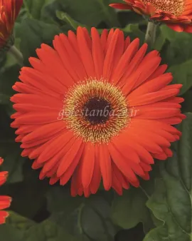 بذر گل ژربرا (Revolution Deep Orange wDark Eye)