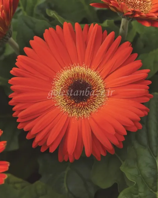 بذر گل ژربرا (Revolution Deep Orange wDark Eye)