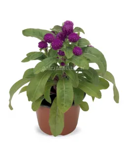 بذر گل تکمه ای/دکمه ای (Buddy Purple)