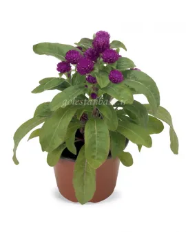 بذر گل تکمه ای/دکمه ای (Buddy Purple)