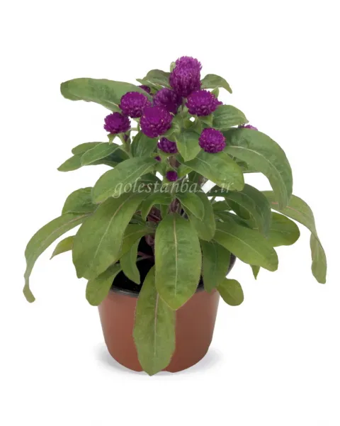 بذر گل تکمه ای/دکمه ای (Buddy Purple)