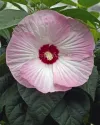 بذر گل ختمی یا هیبیسکوس (Luna Pink Swirl)