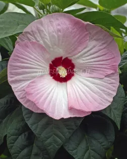 بذر گل ختمی یا هیبیسکوس (Luna Pink Swirl)