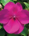بذر گل حنا / ایمپیشن (Accent Premium Violet)