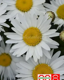 بذر گل مینای شستا/مارگریت (Madonna)