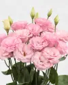بذر گل لیسیانتوس (Mariachi Light Pink PLT)