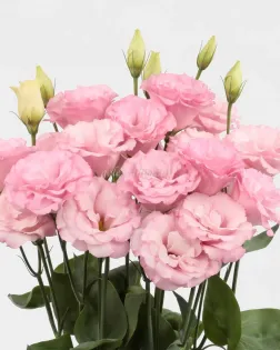 بذر گل لیسیانتوس (Mariachi Light Pink PLT)