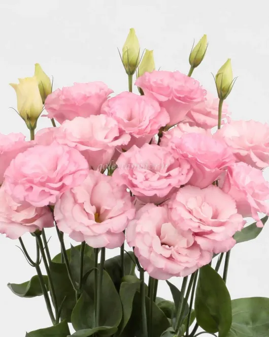 بذر گل لیسیانتوس (Mariachi Light Pink PLT) بذر گل لیسیانتوس (Mariachi Light Pink PLT)