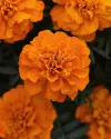 بذر گل جعفری (Bonanza Deep Orange CT)