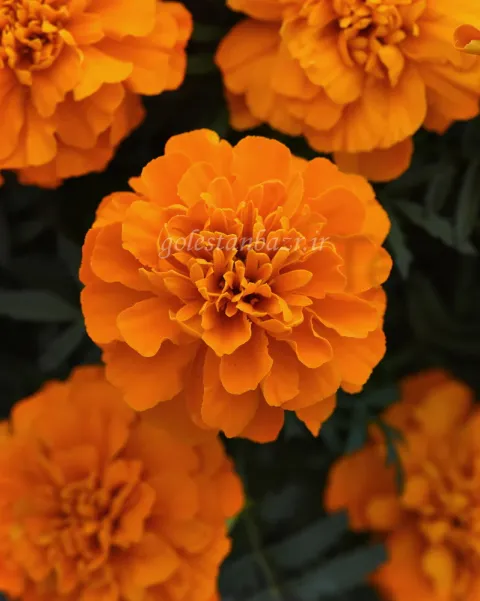 بذر گل جعفری (Bonanza Deep Orange CT)