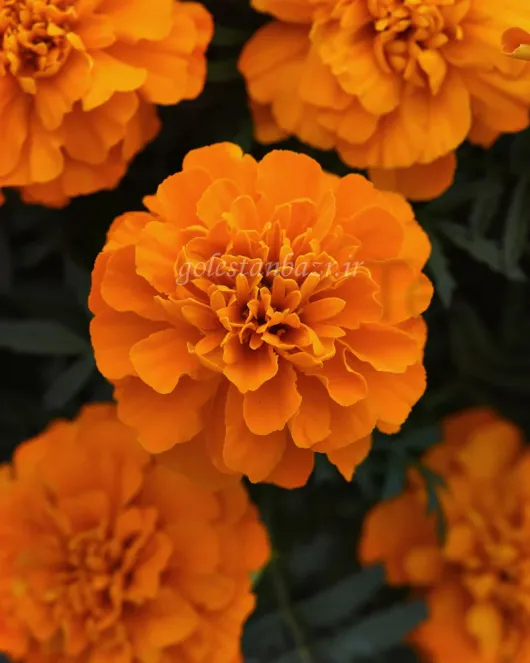 بذر گل جعفری (Bonanza Deep Orange CT)