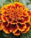بذر گل جعفری (Chica Flame CT)