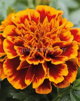 بذر گل جعفری (Chica Flame CT)