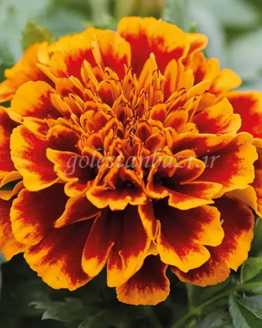 بذر گل جعفری (Chica Flame CT) بذر گل جعفری (Chica Flame CT)