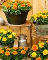 بذر گل جعفری (Chica Mixture DTL)