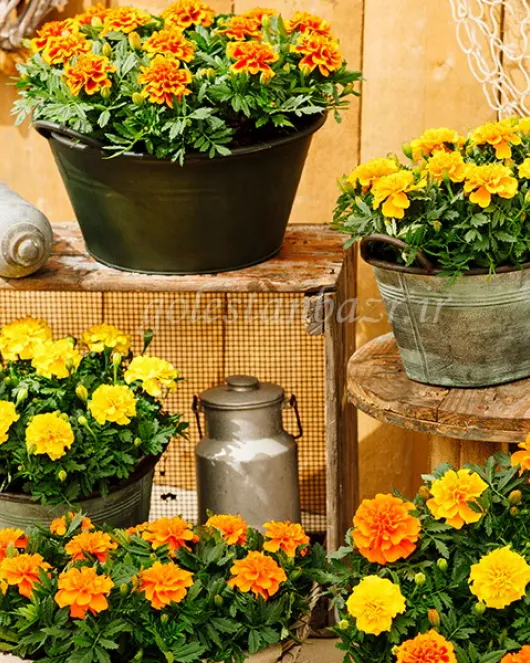 بذر گل جعفری (Chica Mixture DTL)