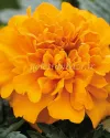 بذر گل جعفری (Chica Orange CT)