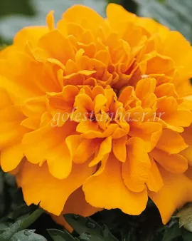 بذر گل جعفری (Chica Orange CT)