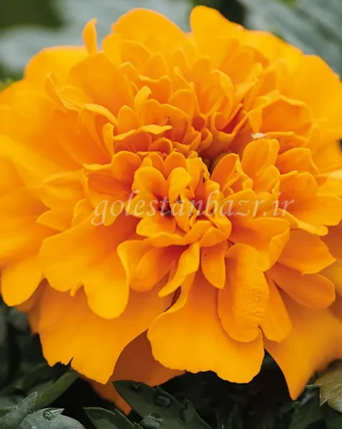 بذر گل جعفری (Chica Orange CT)