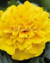 بذر گل جعفری (Chica Yellow CT)