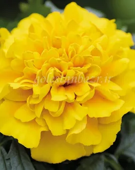 بذر گل جعفری (Chica Yellow CT)