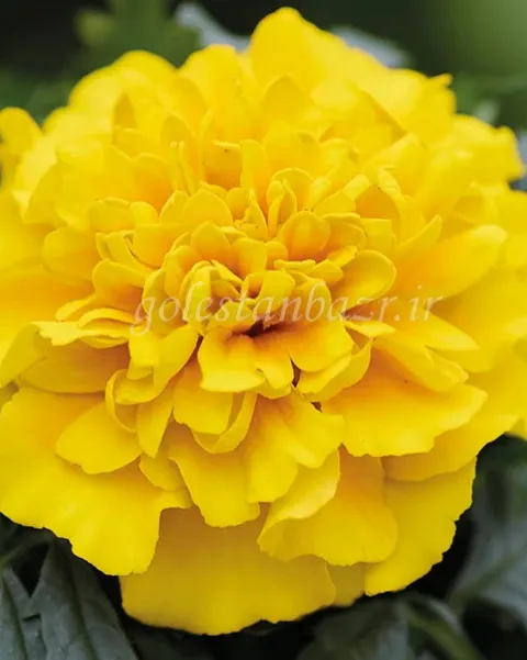 بذر گل جعفری (Chica Yellow CT)