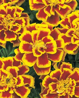 بذر گل جعفری (Durango Bee CT)