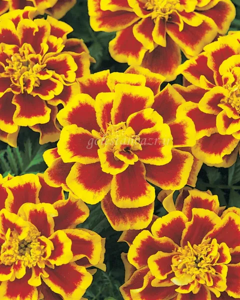 بذر گل جعفری (Durango Bee CT)
