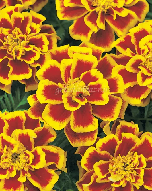 بذر گل جعفری (Durango Bee CT)