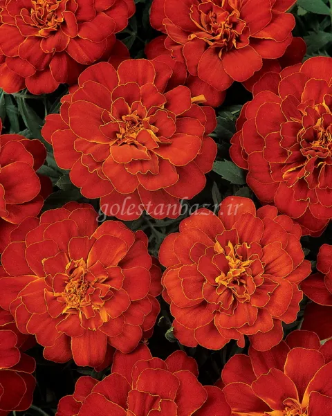 بذر گل جعفری (Durango Red CT)