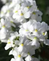 بذر گل نمسیا (Seventh Heaven White PLT)