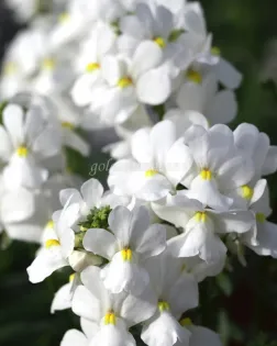 بذر گل نمسیا (Seventh Heaven White PLT)
