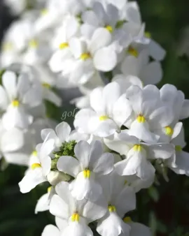 بذر گل نمسیا (Seventh Heaven White PLT)