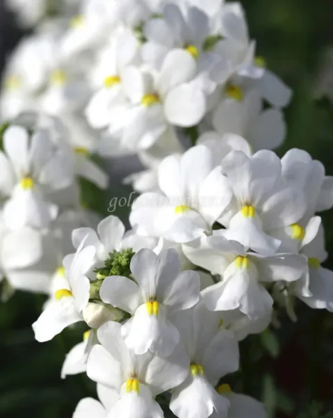 بذر گل نمسیا (Seventh Heaven White PLT)