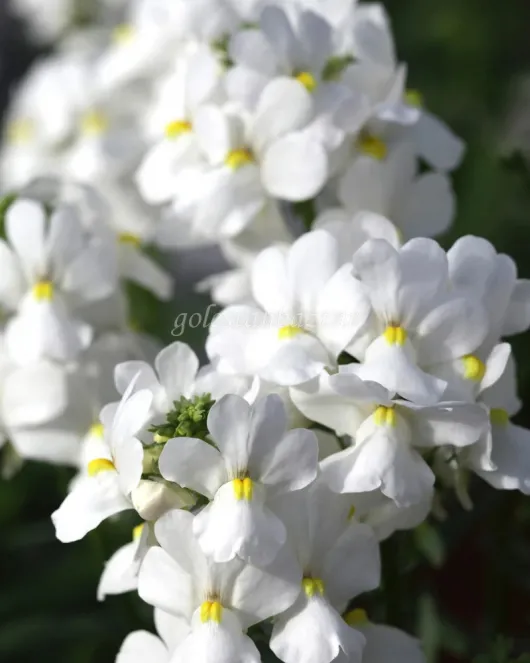 بذر گل نمسیا (Seventh Heaven White PLT) بذر گل نمسیا (Seventh Heaven White PLT)