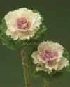 بذر گل کلم زینتی شاخه بریده (Kale Crane Ruffled Bicolor)