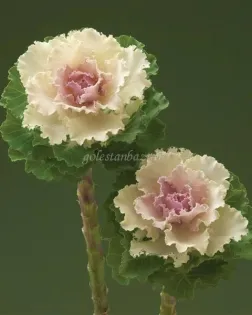 بذر گل کلم زینتی شاخه بریده (Kale Crane Ruffled Bicolor)