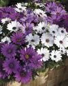بذر گل استئوسپرموم/مینای آفریقایی (Asti Mix)