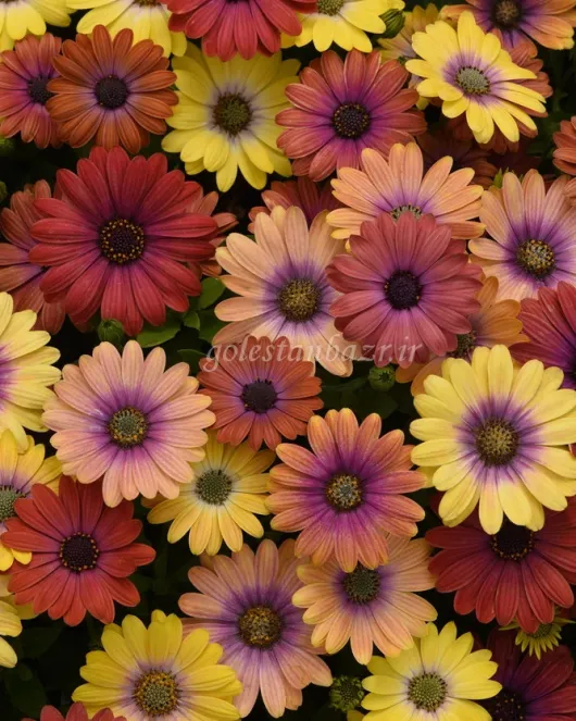 بذر گل استئوسپرموم/مینای آفریقایی (Akila Hawaiian Sunset Mix) بذر گل استئوسپرموم/مینای آفریقایی (Akila Hawaiian Sunset Mix)