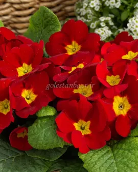 بذر گل پامچال (Danessa Scarlet)